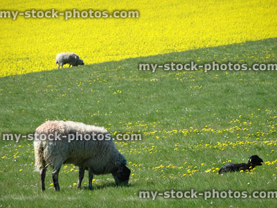 Stock image of sheep and new-born lambs in field, oilseed-rape flowers