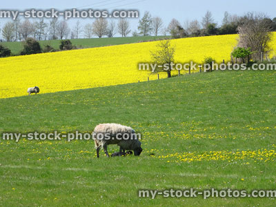 Stock image of sheep and lambs in spring, oilseed rape flowers