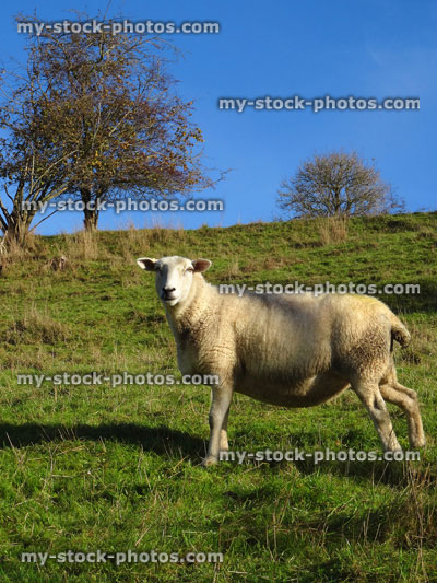 Stock image of Welsh Mountain sheep / white lambs, green field / hill, blue sky
