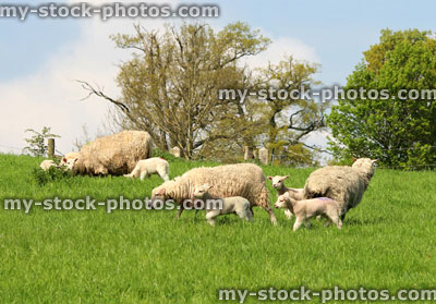 Stock image of flock of white sheep / lambs in a sunny spring meadow 
