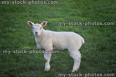 Stock image of newborn fluffy white lamb / baby sheep in field