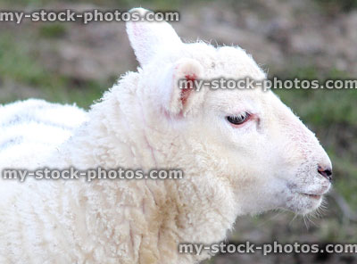 Stock image of face / head of young white lamb / baby sheep
