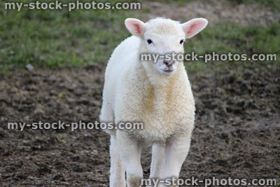 Stock image of white lamb / baby sheep walking forwards, muddy field