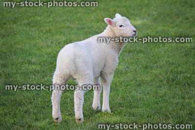 Stock image of white lamb / young baby sheep walking away, looking back