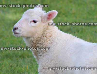 Stock image of head / face of white lamb / baby sheep, green background