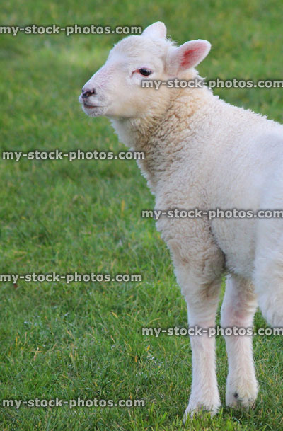 Stock image of young newborn white lamb / baby sheep standing in field