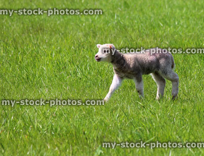 Stock image of spring newborn white lamb skipping in meadow on sunny day