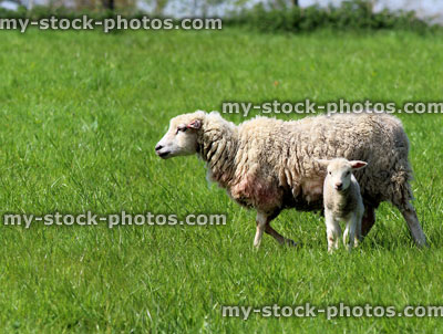 Stock image of white ewe sheep and her lamb in sunny spring meadow