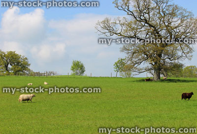 Stock image of black and white sheep in a spring field, depicting equality