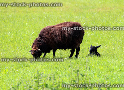 Stock image of black ewe sheep and lamb in a sunny spring meadow