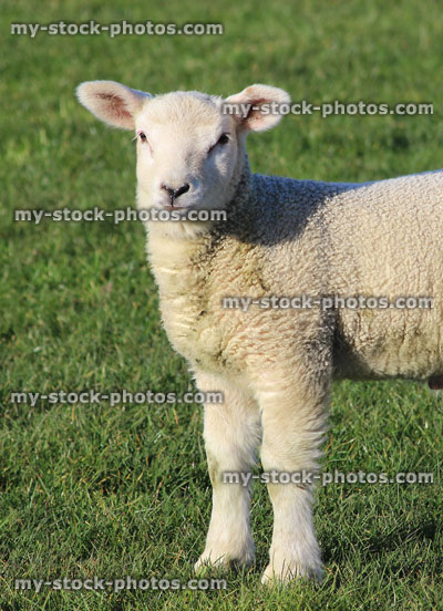 Stock image of young white lamb / baby sheep in green field