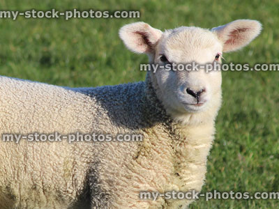 Stock image of newborn white lamb / baby sheep in green field