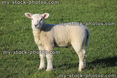 Stock image of day old white lamb / baby sheep in farm field
