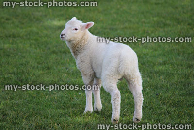 Stock image of newborn baby sheep / white lamb on green grass