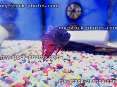 Stock image of blue, purple, red male Siamese fighting fish (Betta splendens), tropical aquarium fish tank