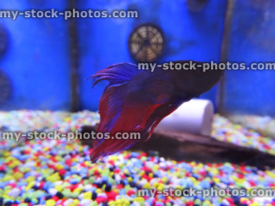 Stock image of blue, purple, red Siamese fighting fish (Betta splendens), tropical aquarium fish tank