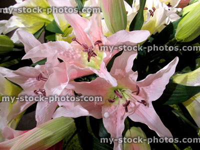 Stock image of plastic / silk, pink and white lilies, artificial lily flowers