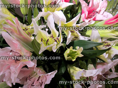 Stock image of plastic / silk, pink and white lilies, artificial lily flowers
