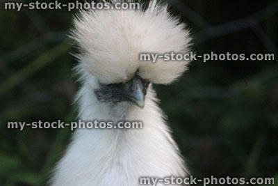 Stock image of silkie chicken head with fluffy white feathers