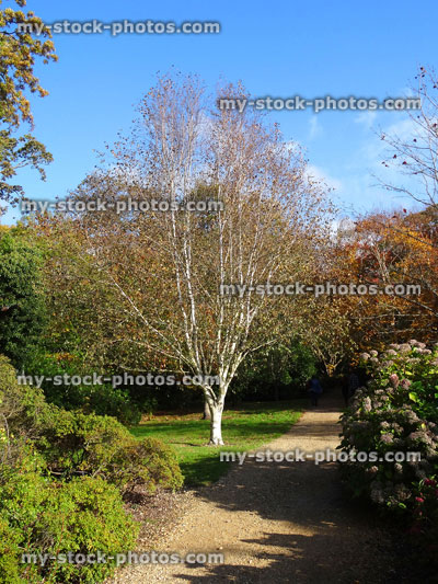 Stock image of silver birch tree, white bark (Betula utilis jacquemontii), autumn / fall