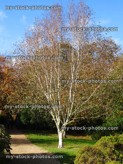 Stock image of silver birch tree, white bark (Betula utilis jacquemontii), autumn / fall