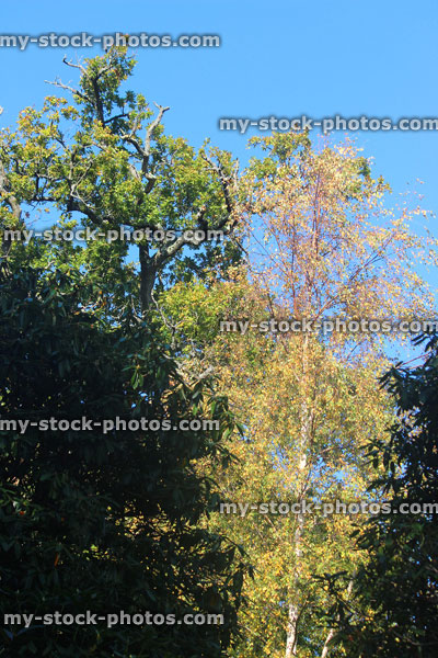 Stock image of silver birch tree (betula pendula) with yellow autumn leaves, English oak