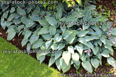 Stock image of silver hosta plants in shady garden border, herbaceous