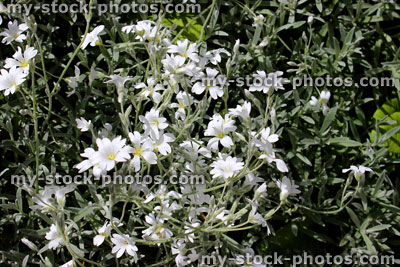 Stock image of silver carpet plant 'Snow in Summer' (Cerastium tomentosum)