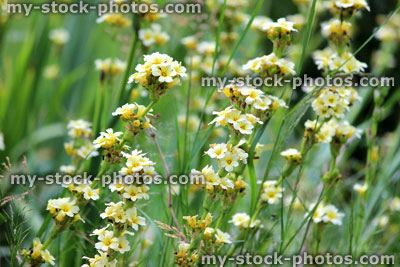 Stock image of large pale cream sisyrinchium flowers in garden (sisyrinchium striatum)