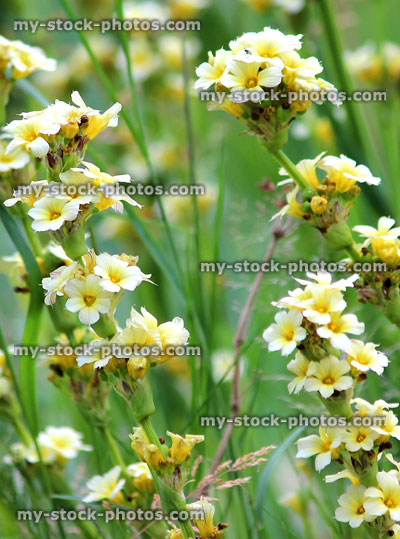 Stock image of large pale cream sisyrinchium flowers in garden (sisyrinchium striatum)