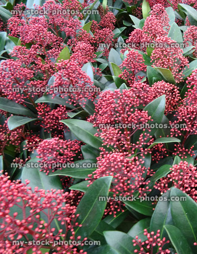 Stock image of seasonal red skimmia flowers, winter, evergreen shrub (Skimmia japonica 'Rubella')