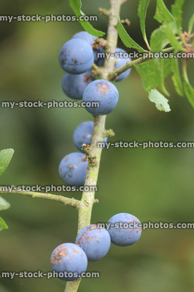 Stock image of sloe berries growing on hedgerow tree / blackthorn fruit (Prunus spinosa)