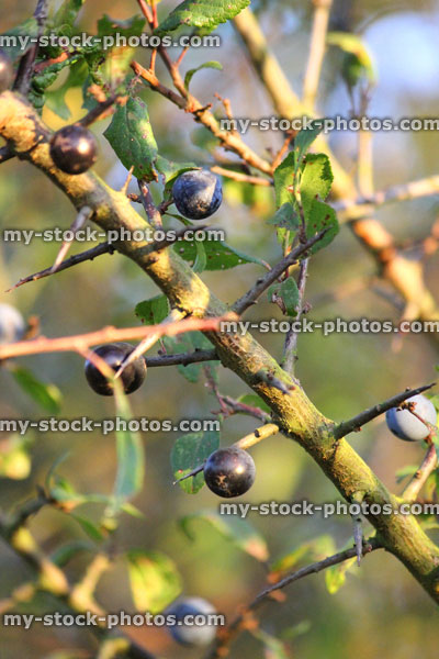 Stock image of sloe berries growing on hedgerow tree / blackthorn fruit (Prunus spinosa)