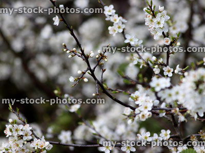 Stock image of Sloe (Prunus spinosa) flowers (close up)