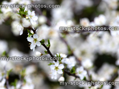 Stock image of Sloe (Prunus spinosa) flowers (close up)