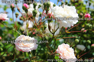 Stock image of small, pale pink roses against blue sky, climber