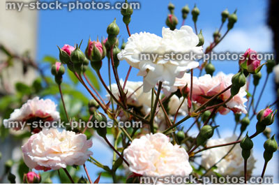 Stock image of small, pale pink roses against blue sky, climber