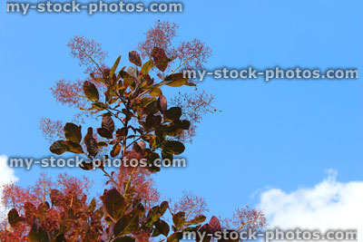 Stock image of purple smoke tree flowers, Cotinus coggygria 'Royal Purple'