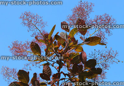 Stock image of purple smoke bush flowers, Cotinus coggygria 'Royal Purple'
