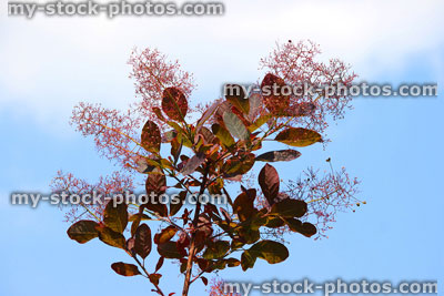 Stock image of purple smoke bush flowers, Cotinus coggygria 'Royal Purple'