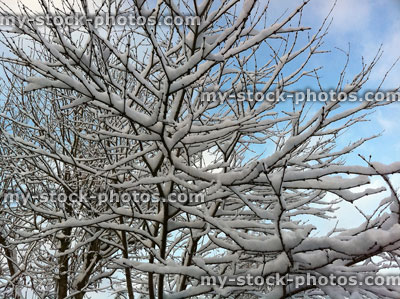 Stock image of snow laden branches of a Japanese maple 