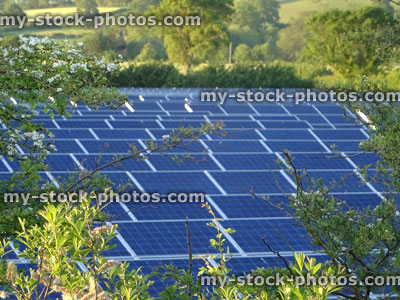 Stock image of solar panels in sunny farm field, behind hedge