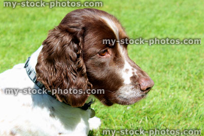 Stock image of obedient Springer Spaniel dog sitting on garden lawn