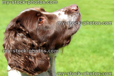 Stock image of obedient Springer Spaniel dog begging on garden lawn
