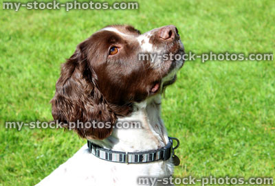 Stock image of obedient Springer Spaniel dog begging for a treat