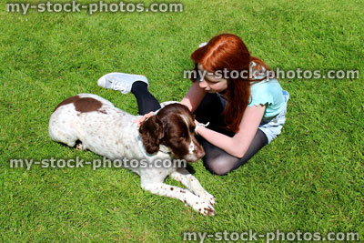 Stock image of obedient, friendly Springer Spaniel dog being stroked by young girl