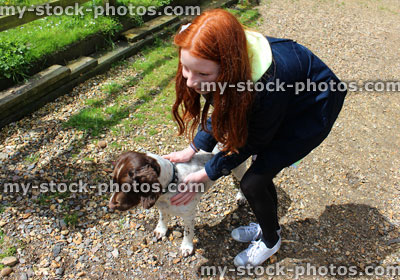 Stock image of obedient, friendly Springer Spaniel dog playing with young girl
