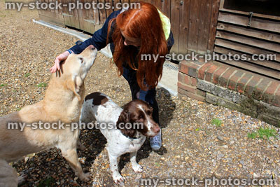 Stock image of springer Spaniel and Golden Retriever dog playing with young girl