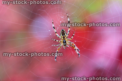 Stock image of European garden spider web / English cross spider / orbweaver / diadem