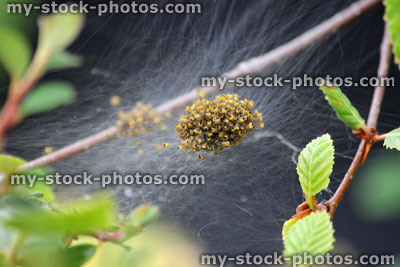 Stock image of spider's nest full of baby spiders / spiderlings